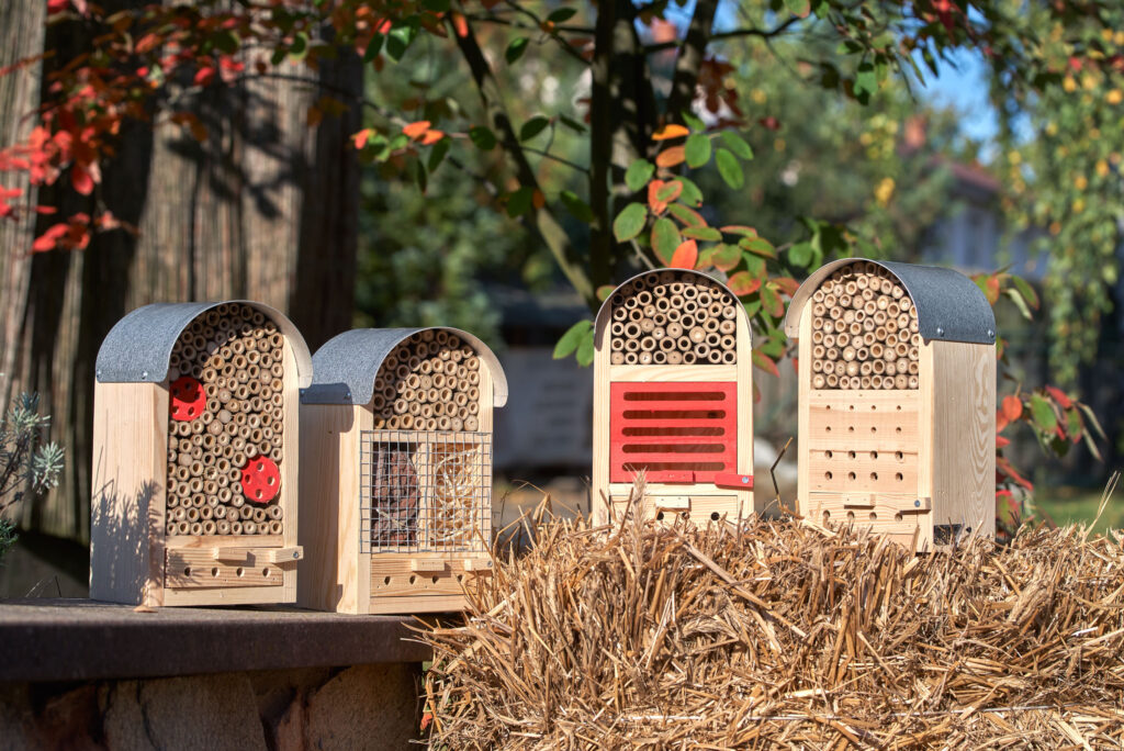 What should you know about insect hotels?